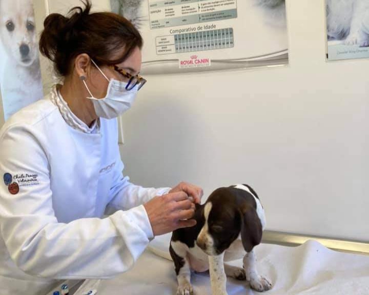Atendimento de exames na clínica Cheila Panizzi Veterinária